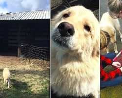 Mama Dog Is Sad When 7 Pups Pass In Fire. Then They Show Mama A Litter Of Orphans