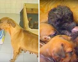 Kind Mama Dog Sees An Orphaned Panther Cub Crying, Welcomes Him Into Her Litter