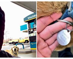 Man Found A “Lost” Dog, Tries To Help And Reads The ID Tag