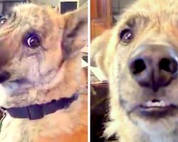Man Has A Conversation With His Dog And Hilariously Teases Him About Food