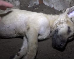 Man Located Unconscious Puppy In A Crumbling House And Can’t Rouse Him