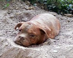 Man Tried To Bury His Dog Alive Because He “Didn’t Want Her Anymore”