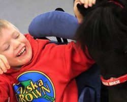 Every Day, This Mini Horse Goes To School With A Disabled Boy