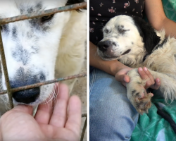 Mistreated Shelter Dog Falls Asleep In Rescuer’s Arms The Moment She Knows She’s Safe