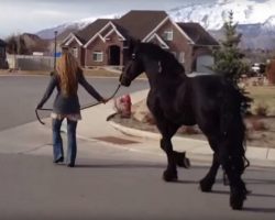 Mom Goes For A Stroll Down The Street With Her Friesian Stallion