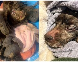 She Had To Be Euthanized After Suffering In Cold With 19 Lbs Of Feces-Matted Fur