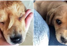 Unique Puppy With ‘Tail’ Growing From His Face