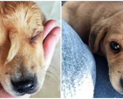 One-Of-A-Kind Puppy With ‘Tail’ Growing From His Face Found Alone In The Cold