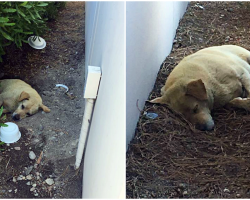 Old Dog Slept In The Dirt Every Day After His Owners Moved And Left Him Behind