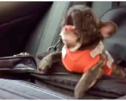 The Owner Decided To Place The French Bulldog In The Car Seat And Dog Have The Biggest Temper Tantrum After