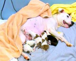 Owner Throws Dog Out Of Car As She’s Giving Birth, 5 Pups Die & Mama Dog Critical
