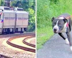 Owner Tied Dog To Railroad Track In Order To Kill Him, Dog Cries In Fear All Night