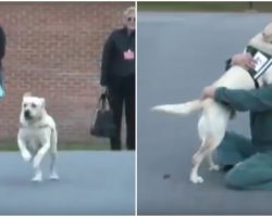 Soldier’s Service Dog Joyfully Reunited With The Inmate Who Trained Him