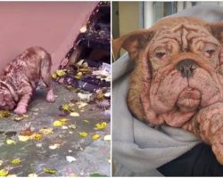 Bulldog Baby With Black-Heart Owner Ate Leaves To Stay Alive