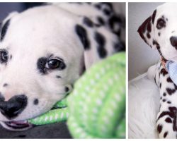 Puppy Gets Mobbed Everywhere He Goes Because Of His “Heart-Shaped” Nose