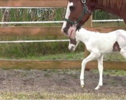 Horse gives birth to an extremely rare filly with a unique face pattern