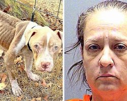 Repeat Offender Starves 11 Dogs To Brink Of Death, Had Previously Abused 84 Dogs