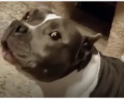 Pit Bull Has Nonstop Conversations With Her Dog Mom