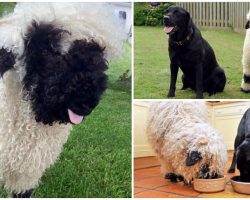 Cuddly Sheep Thinks He’s One Of The Dogs & No One Tells Him Otherwise