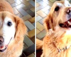 Sick Dog Goes Bonkers With Happiness When She Learns That She Doesn’t Have Cancer