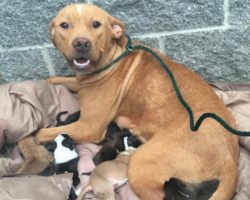 A Mother Dog And Her 10 Newborn Puppies Were Dumped At The Doorstep