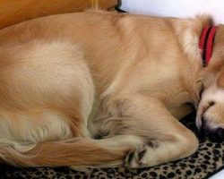 Strange Dog Keeps Wandering Into Her Home To Sleep, She Finds A Note Tied To His Collar