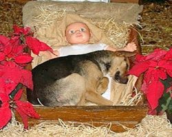 Homeless Pup Sought Warmth On Frigid Night, Curled Up In Nativity Scene Manger