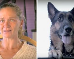 Stray Dog Saves A Dying Woman After Car Crash And Drags Her Over 100 Ft To Get Help