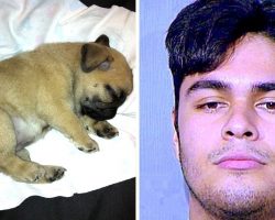 Teen Beats Up His Emotional Support Dog & Shows Off Pictures Of Abuse To His GF