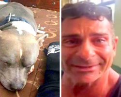 Dog Is Stolen & Missing For A Year, Dad Finds Him Just 2 Days Before Being Put Down