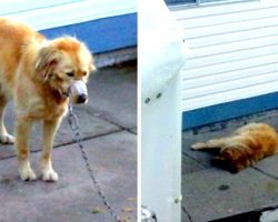 Town Refused To Help Poor Dog Next Door, So Neighbors Break Into Yard To Rescue The Dog