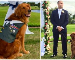 Devoted Service Dog Stands By Wounded Veteran’s Side As ‘Best Man’ At Wedding