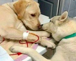 Veterinarian Has A ‘Comfort Dog’ Assistant That Helps Ease Sick Dog Patients To Know Everything Will Be Alright