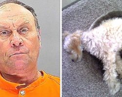 Vindictive Neighbor Shoots And Kills 72-Year-Old Veteran’s PTSD Support Dog