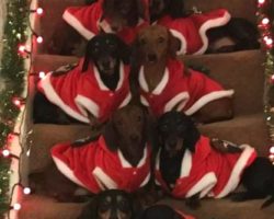 Proud Papa Lines Up His 17 Dachshunds On The Steps For Christmas Photo
