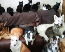 Woman Manages To Get Her 17 Pets To Sit Still And Look At The Camera For A Photo