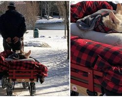 Man Takes Paralyzed Dog For Walk In Wagon Every Day: “She’d Do The Same For Me”