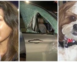 Thief Waited To Smash Car Window While Dog Mom Ran In Grocery Store
