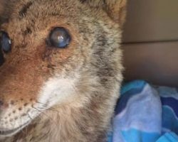 Blind Coyote Survives The Worst, Gives Birth The Next Day With Rescuers