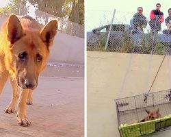 Dog Dumped 20-ft Below With No Food, Massive Rescue Effort Finally Brings Him Out