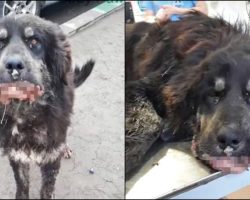 Virus Overwhelmed His Owner So He’s Left, Starves As Sores Engulf His Mouth