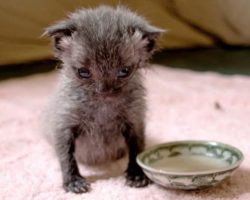 Kitten Found Alone In The Pouring Rain With His Umbilical Cord Still Attached