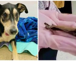 Veterinarian Dislodges 4-Year-Old Stick From Shelter Dog’s Mouth