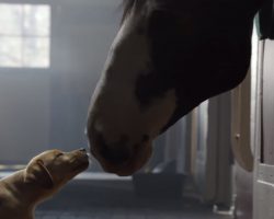 Budweiser’s 2014 Super Bowl Commercial, Puppy Was Kept Away From Her Best Friend
