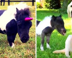Dwarf Horse Rejected By Mother Had Nowhere To Go, Gets Adopted By Dog & Thrives