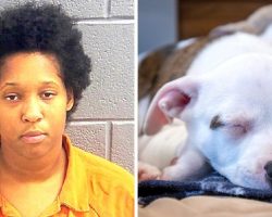 Vengeful Woman Kidnaps & Hangs Ex-Boyfriend’s Puppy To Death To Get Back At Him