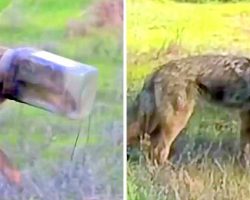 Coyote Who Has Head Stuck In A Jar For 10 Days Getting Sicker Due To Starvation