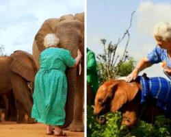 Elephants Who Lost Parents To Ivory Trade Run To Hug The Angel Who Raised Them