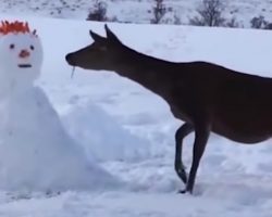 Deer Comes Across Snowman, Devours It Entirely