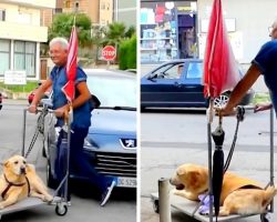 Devoted Dad Won’t Let Arthritis Depress Senior Dog, Takes Him On Walk Every Day